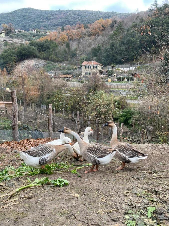 Отель Agricamping Le Terrazze Орко-Фельино Экстерьер фото